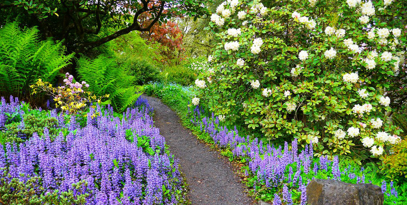 Into the Rhododendron Garden – Eugene Magazine