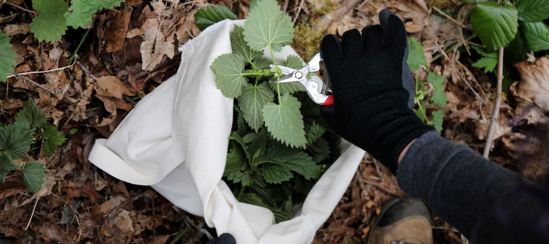 stinging nettle harvesting