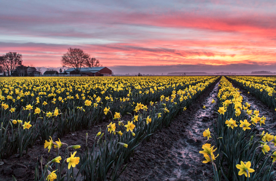 The Daffodil Festival - Eugene Magazine