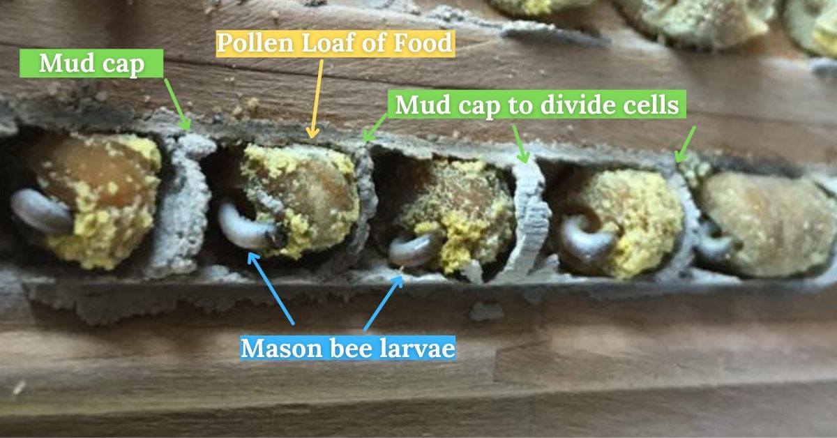 Hosting Mason Bees and Solitary Bees in Oregon
